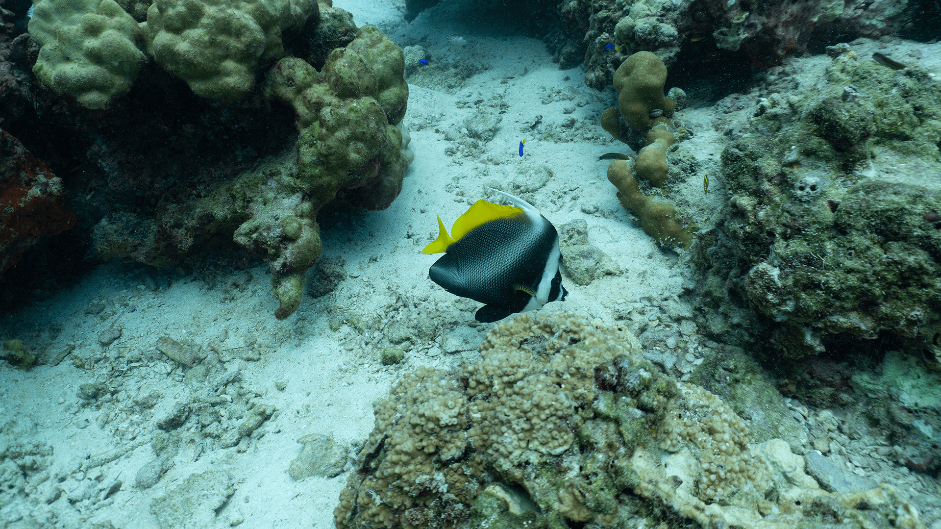 Рыба-вымпел одиночка