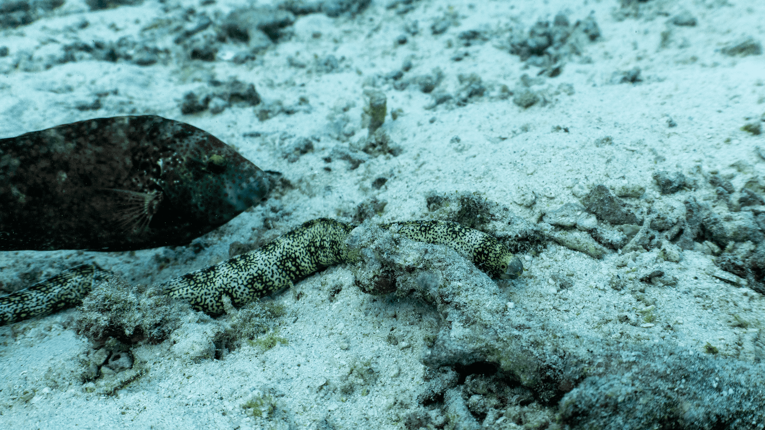 Snowflake moray Snowflake moray