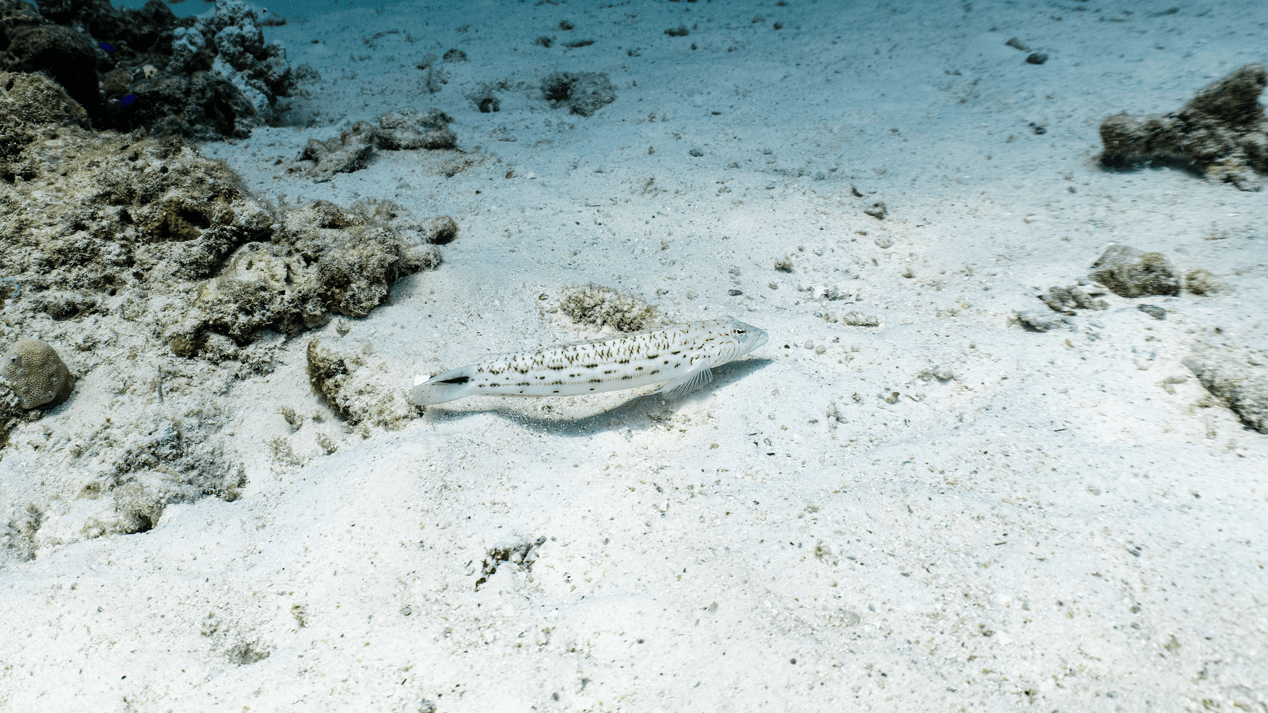 Speckled sandperch Speckled sandperch