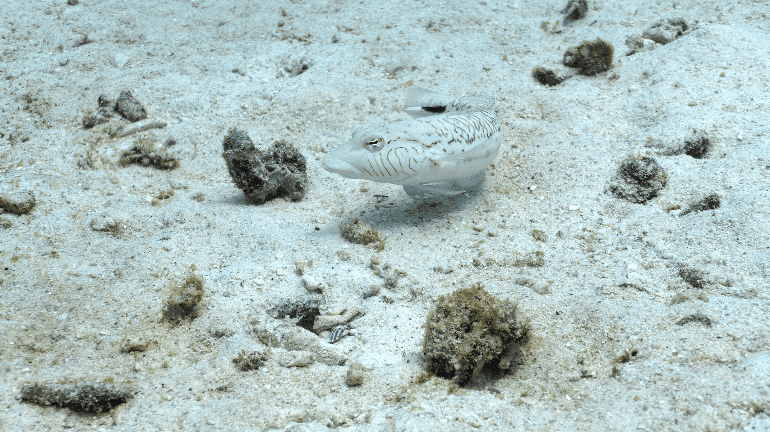 Speckled sandperch Speckled sandperch