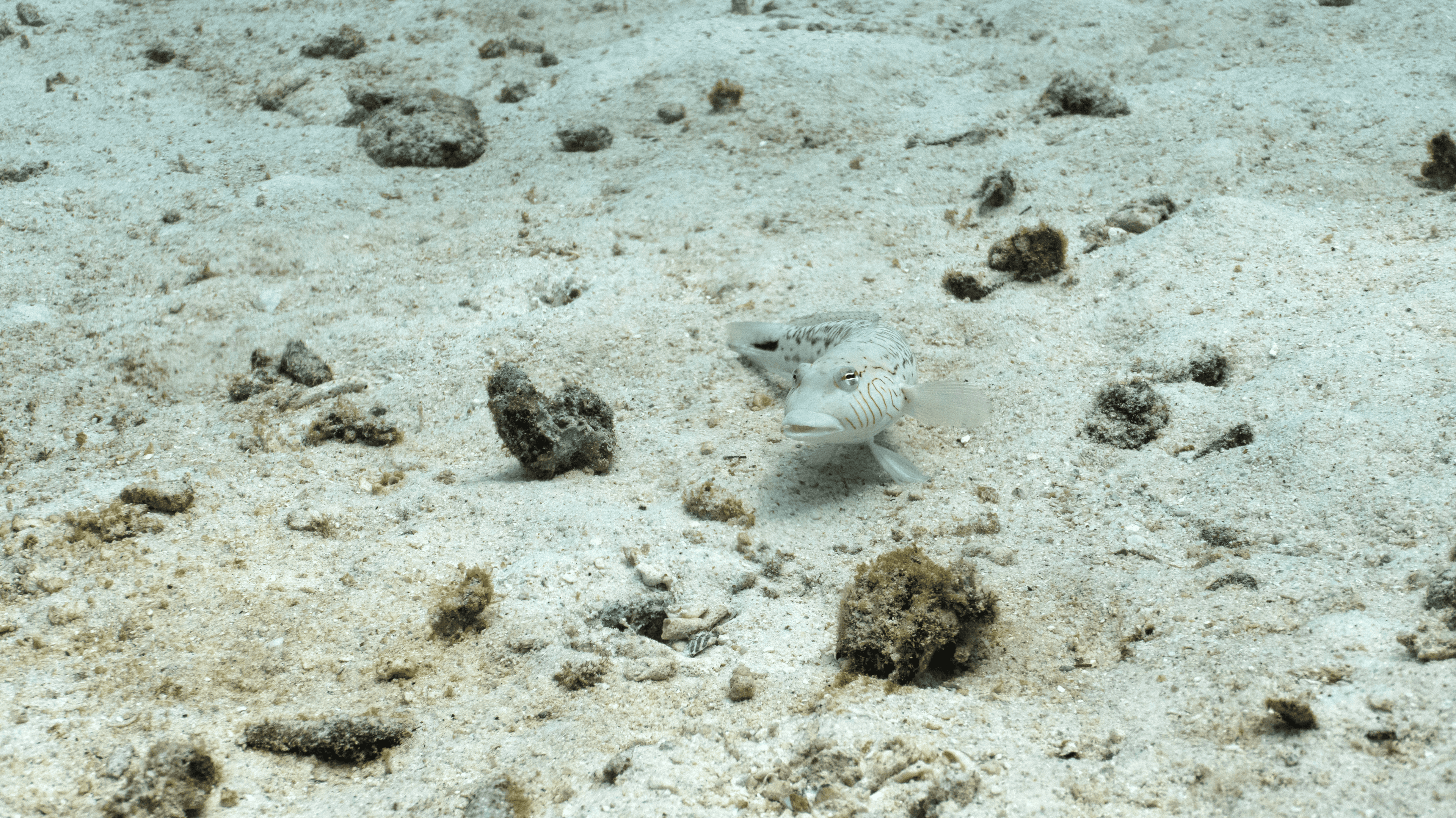 Speckled sandperch Speckled sandperch