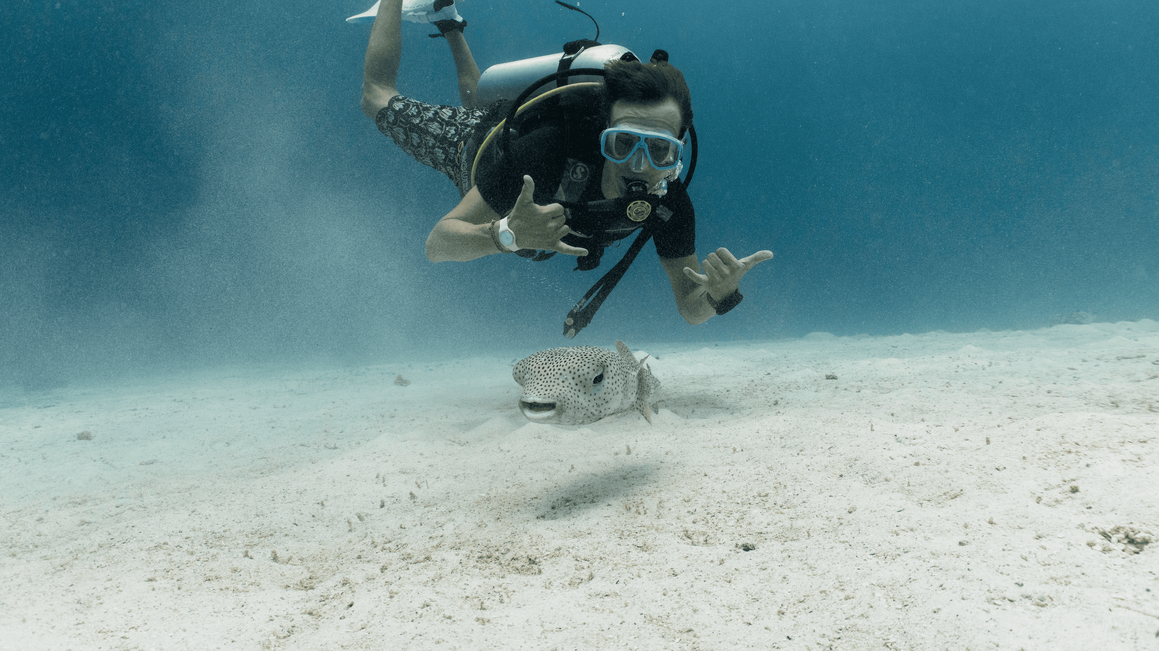 Spot-fin porcupinefish Spot-fin porcupinefishl