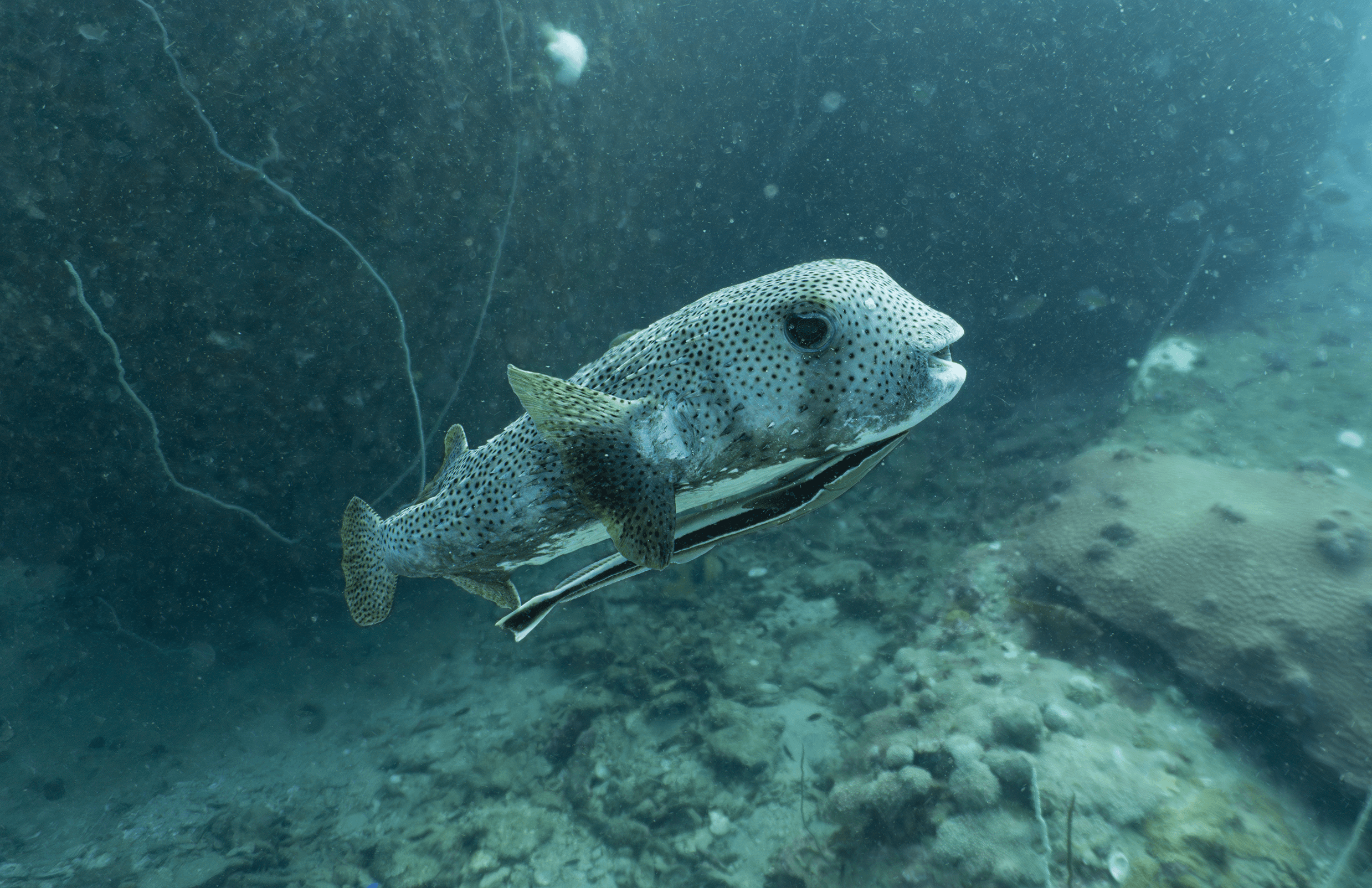 Spot-fin porcupinefish Spot-fin porcupinefishl