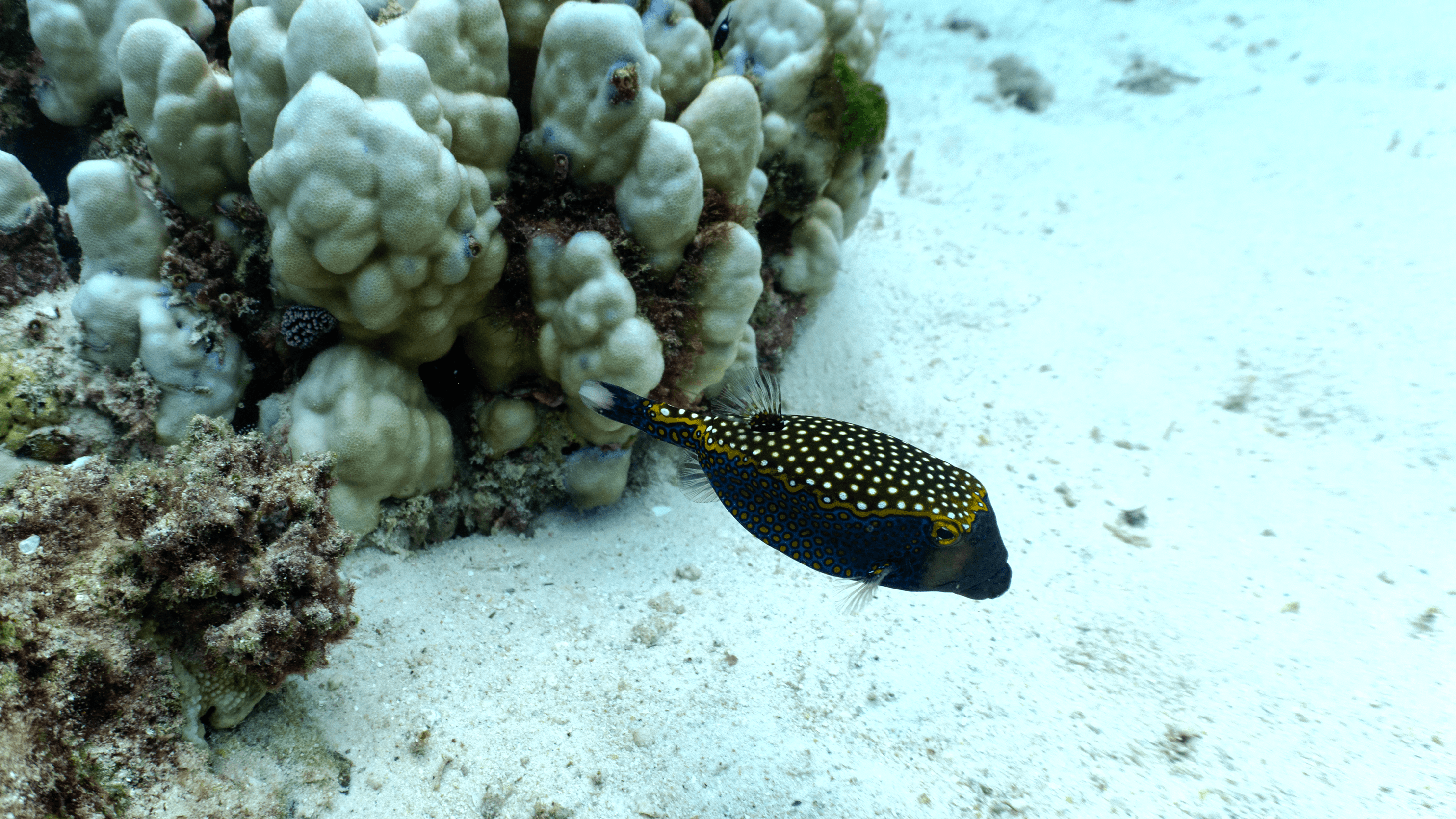 Spotted boxfish Spotted boxfish