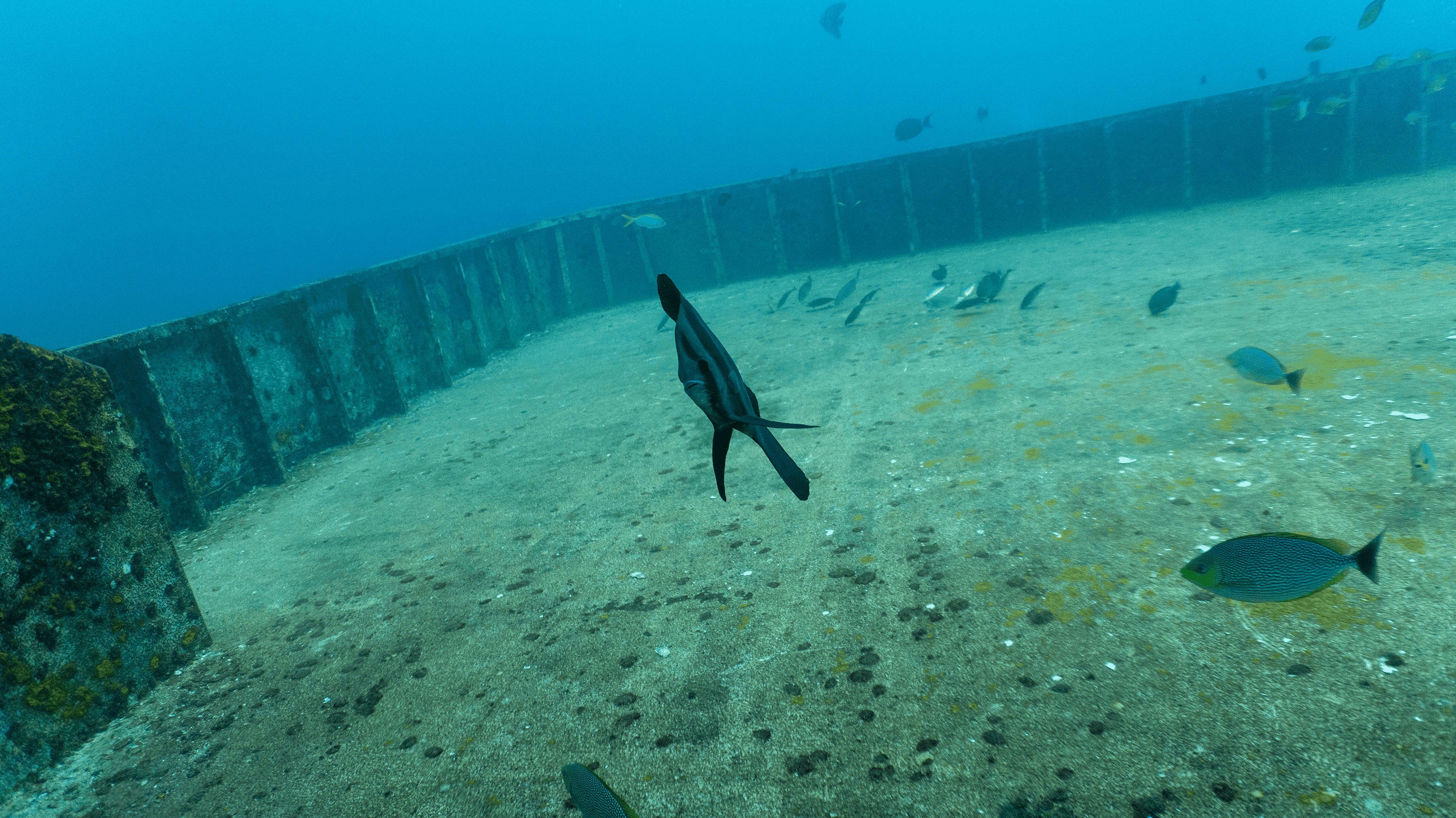 Teira batfish Teira batfish