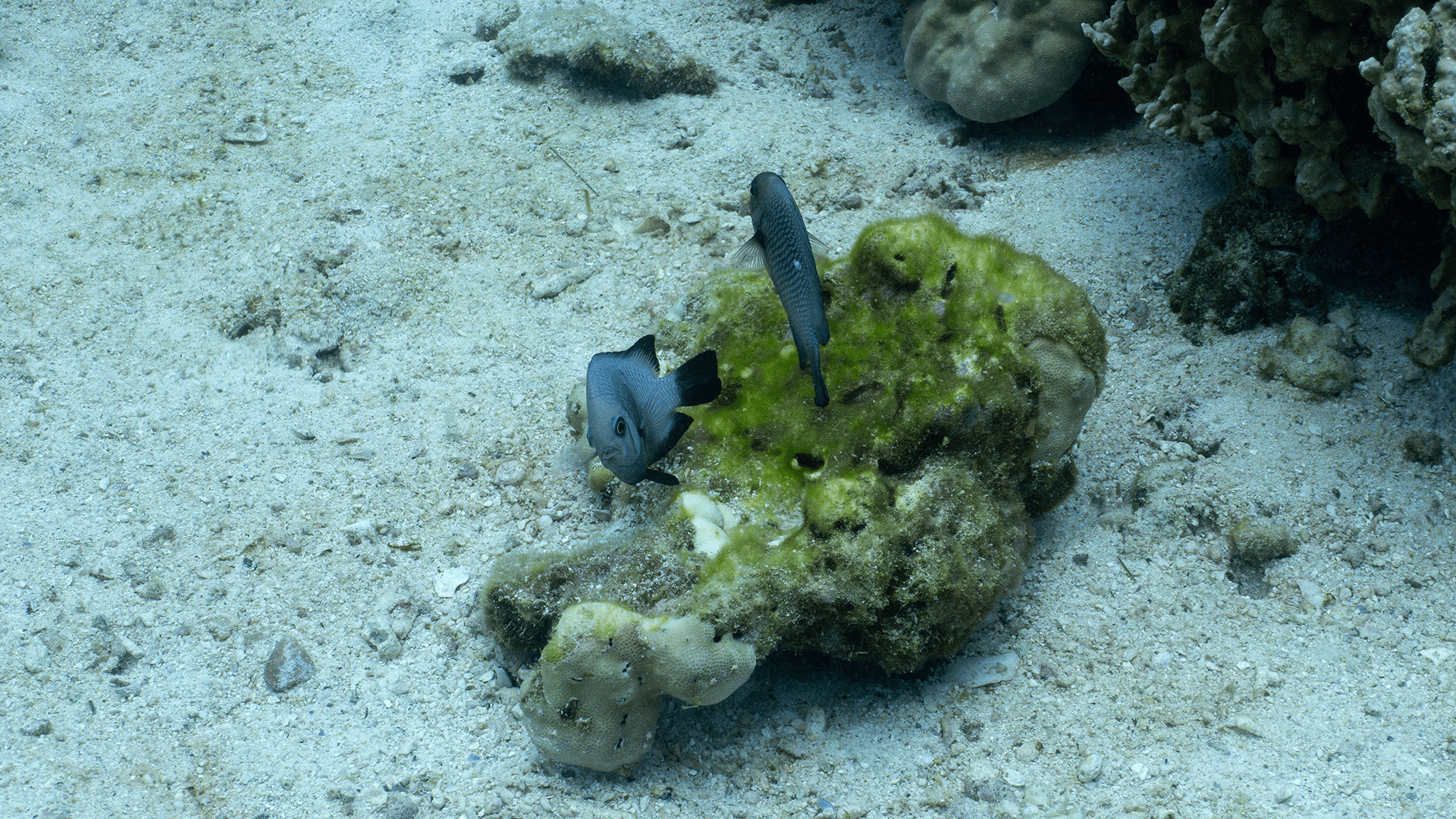 Трёхпятнистый дасцилл (Домино)