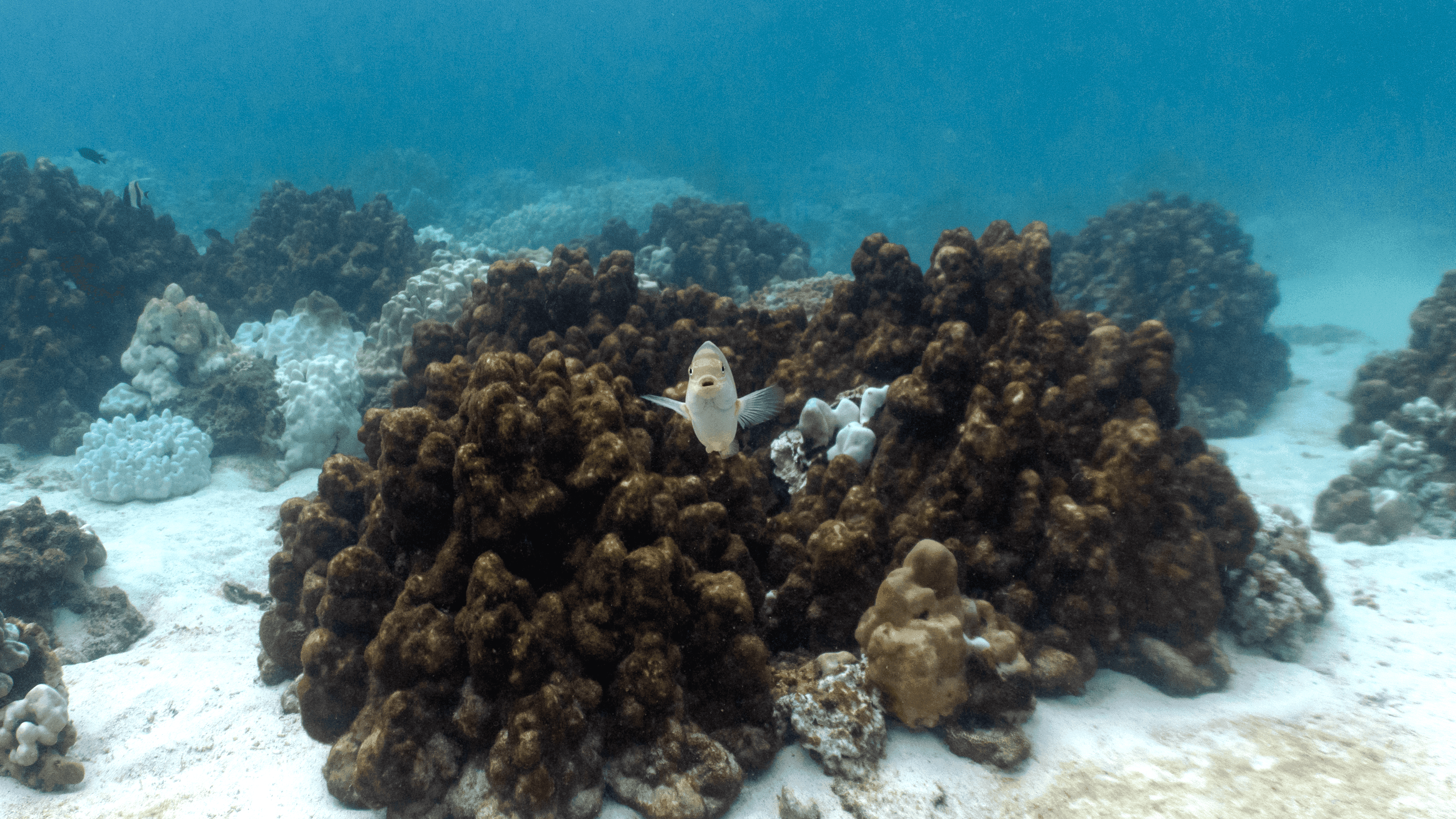 White damsel White damsel