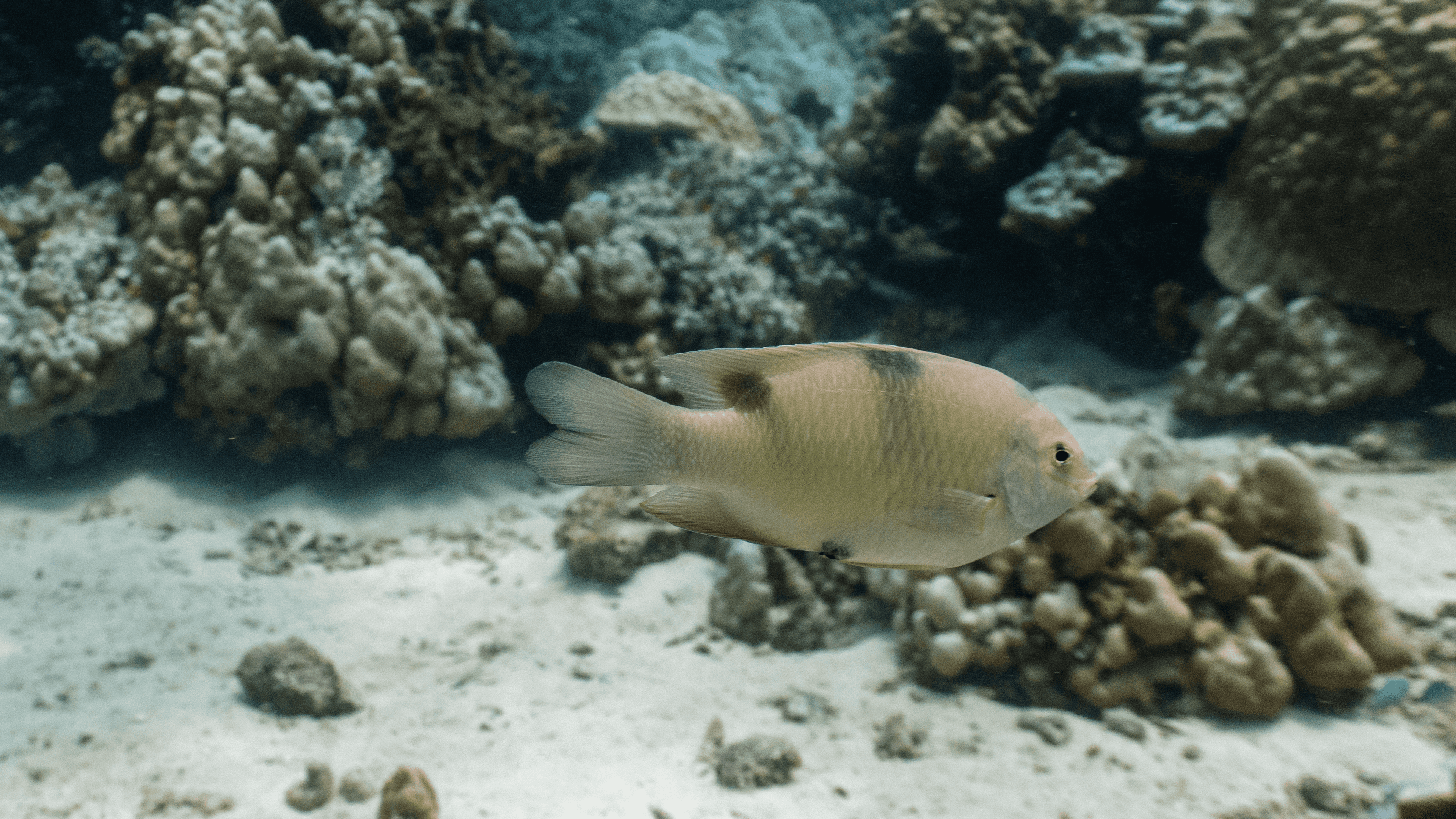 White damsel White damsel