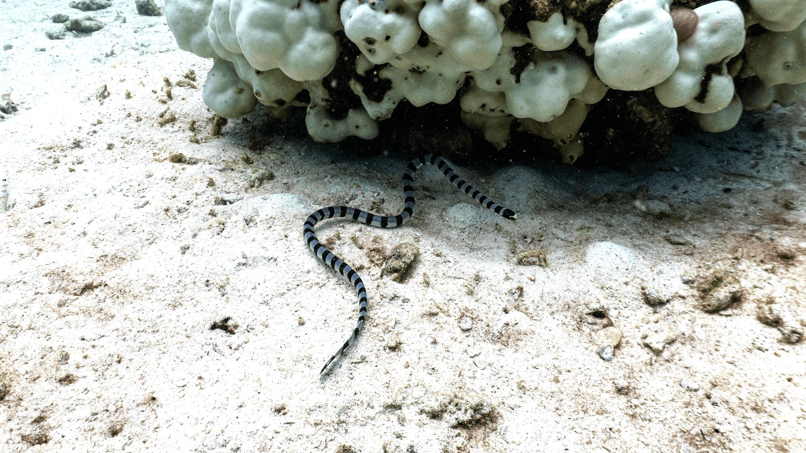 Sea kraits Sea kraits