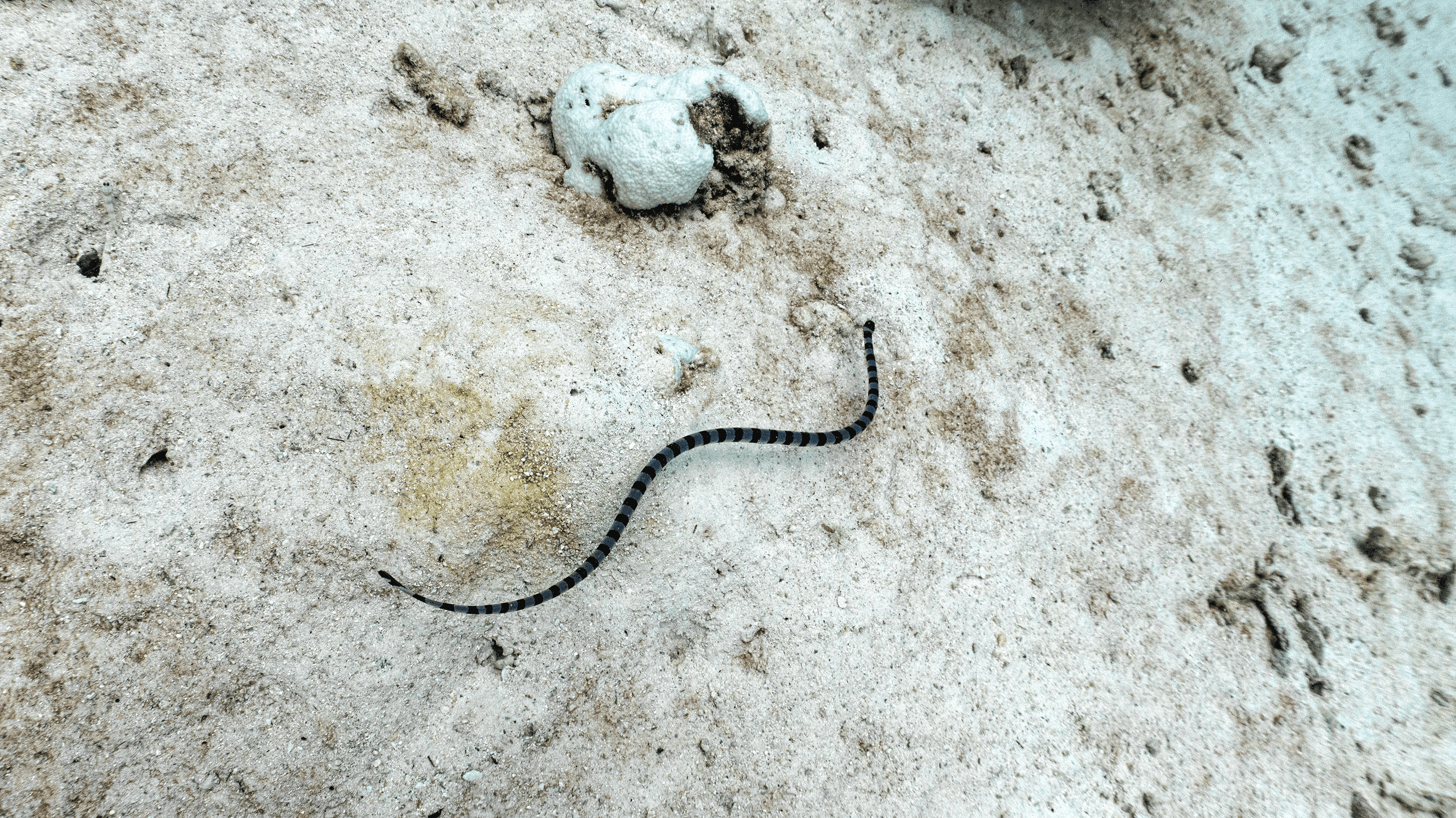 Sea kraits Sea kraits