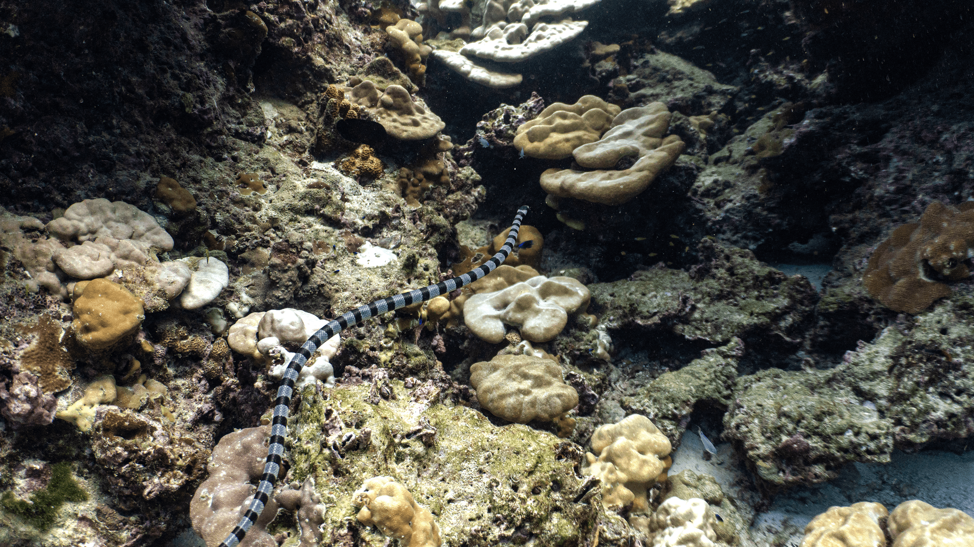 Sea kraits Sea kraits