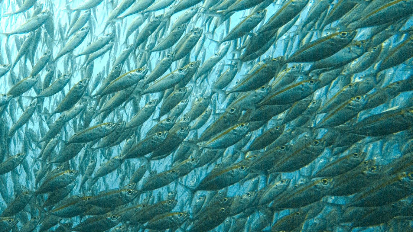 Желтохвостый корась Желтохвостый корась