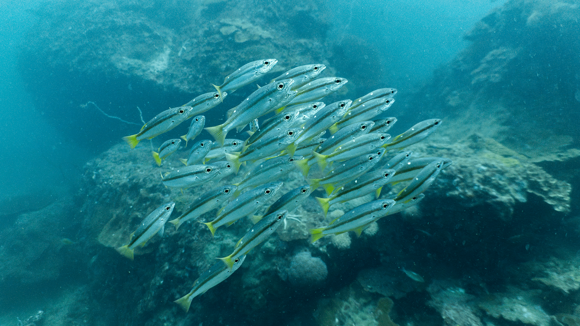 Желтохвостый корась (Атуле)