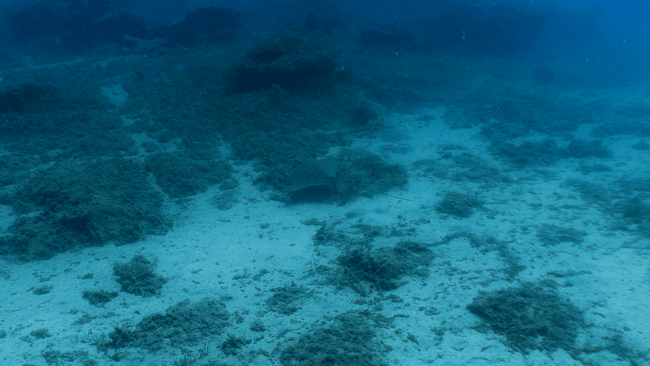 Eagle rays Eagle rays