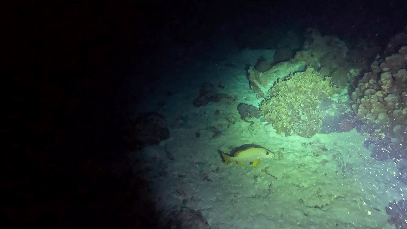 Рыбкам спать тоже не давали Рыбкам спать тоже не давали