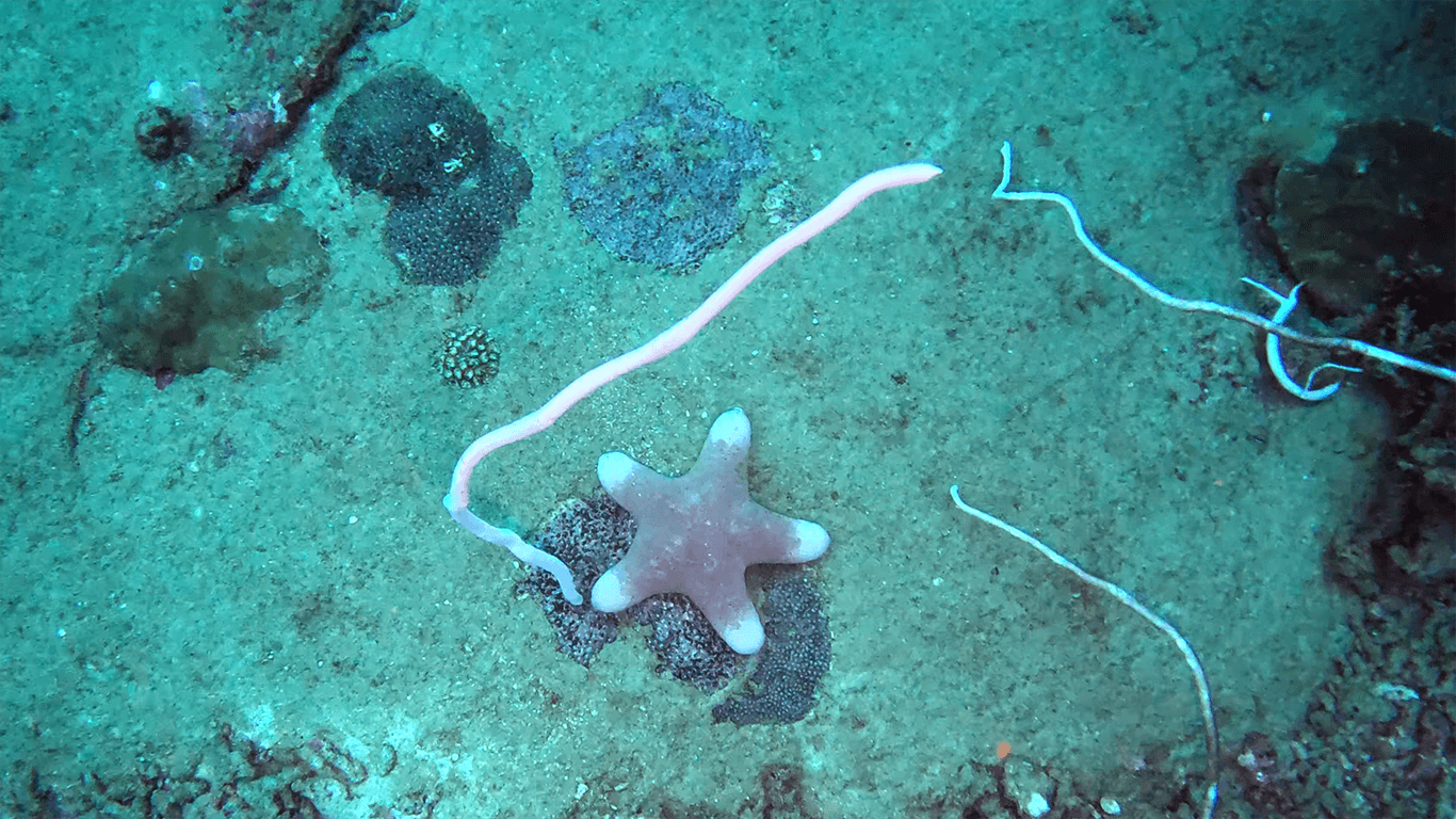 Морская звезда Морская звезда