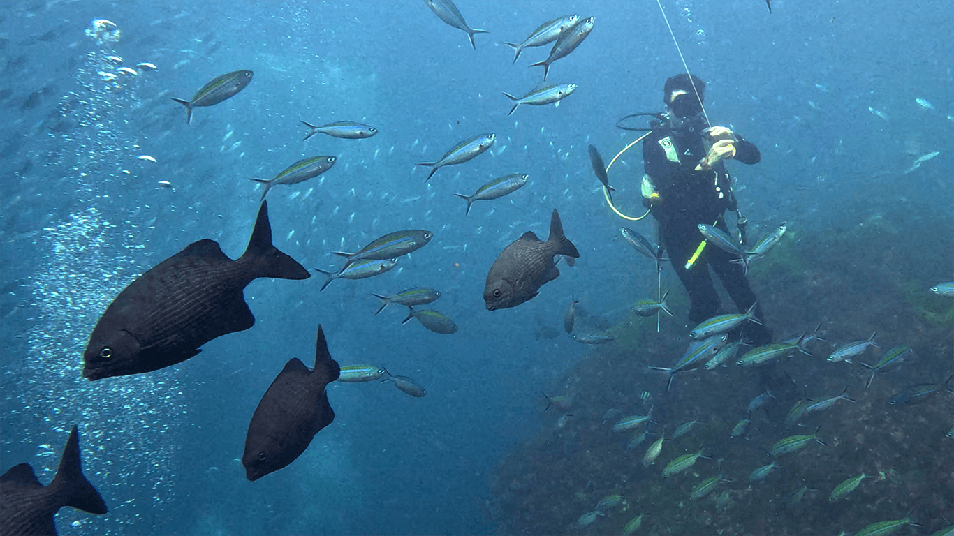 И опять дайвер и рыбки И опять дайвер и рыбки