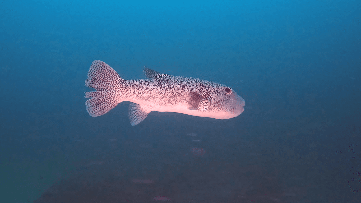 Рыбка большая Рыбка большая