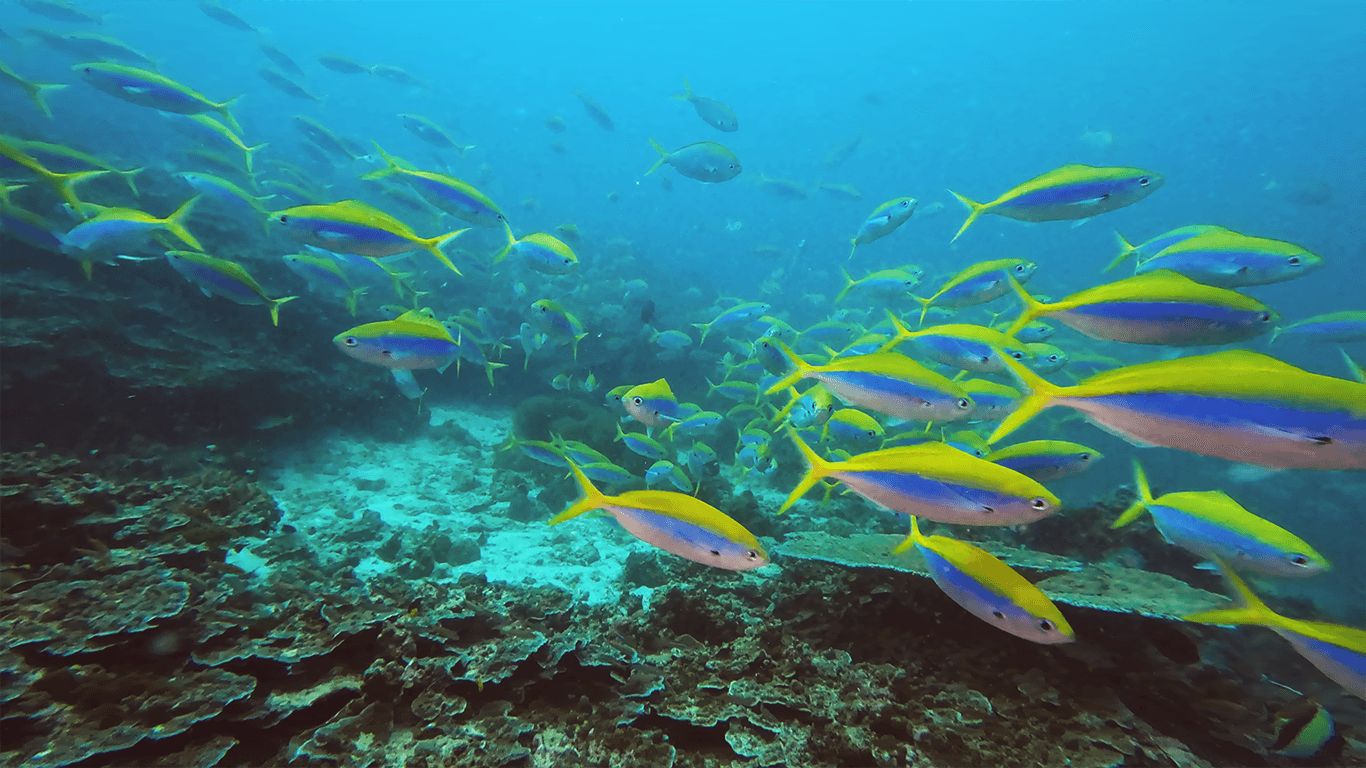 Много рыб Много рыб