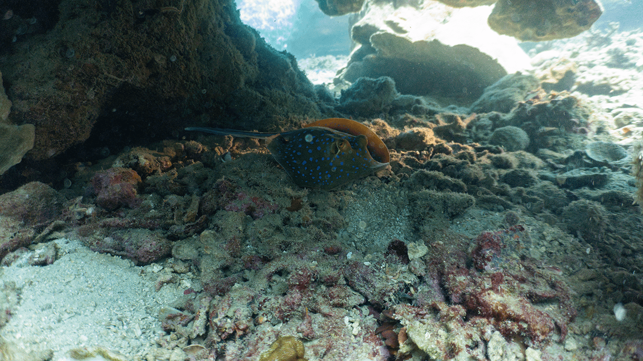 Этого ската пришлось поискать