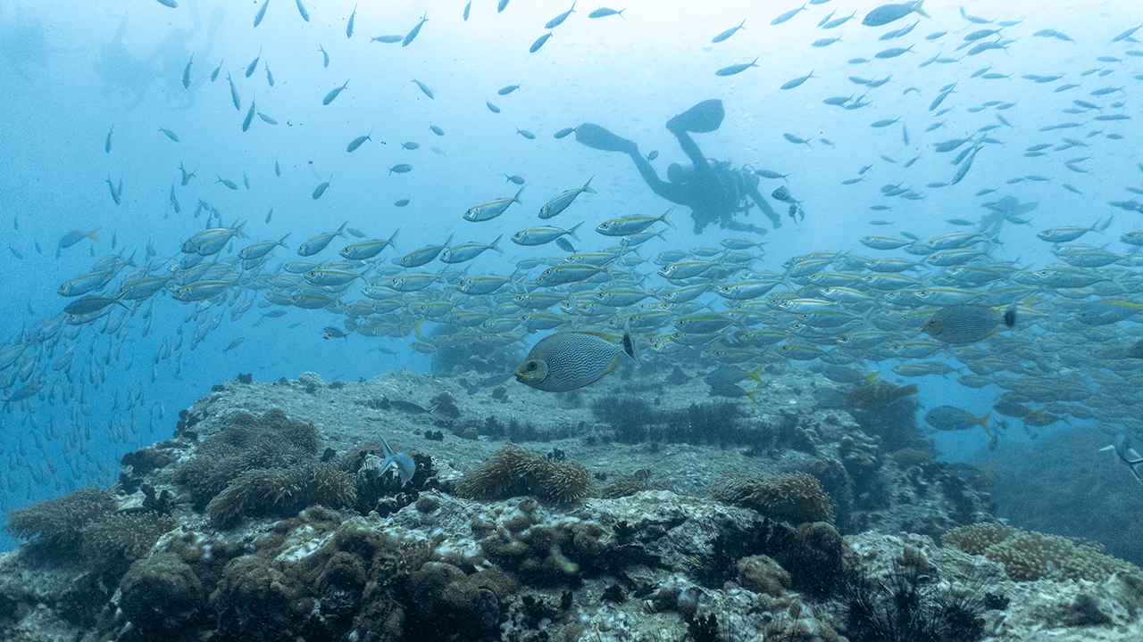 Вот с таким видом делаешь остановку безопасности