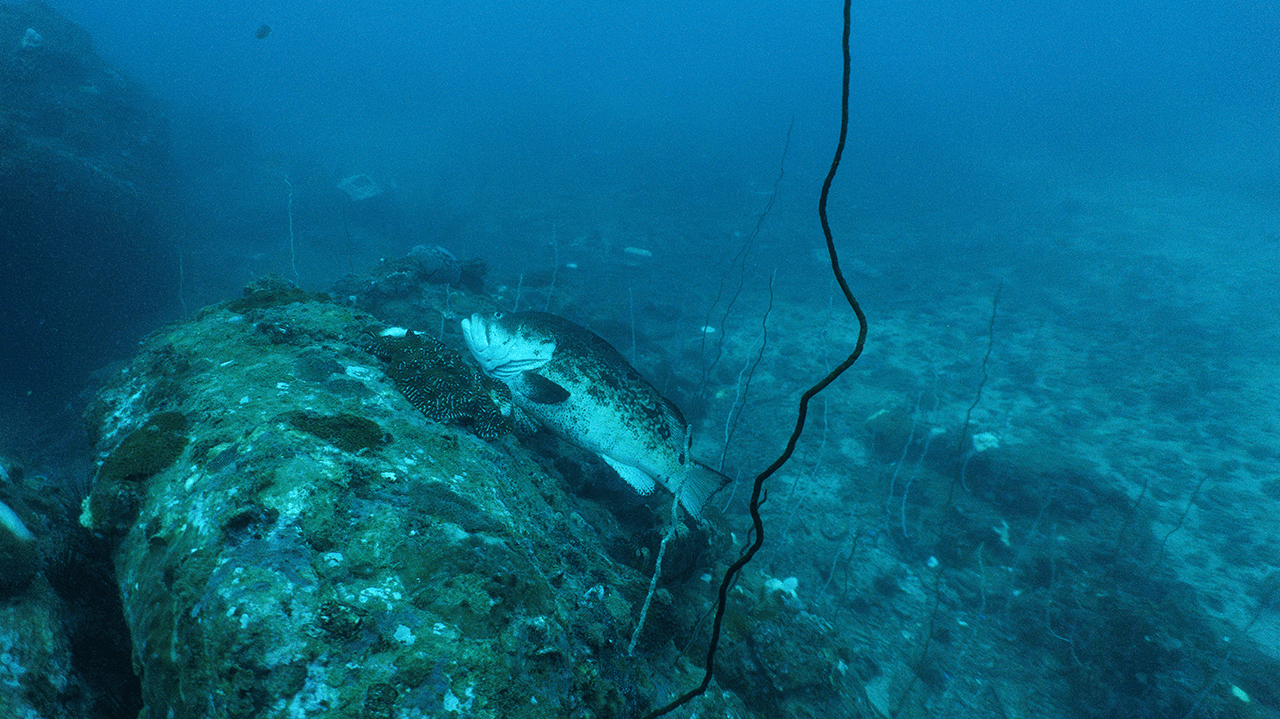 Вы может не видите, но эта рыба реально огромная