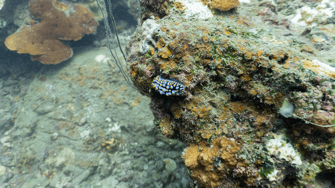 Стив научил выискивать этих малышей