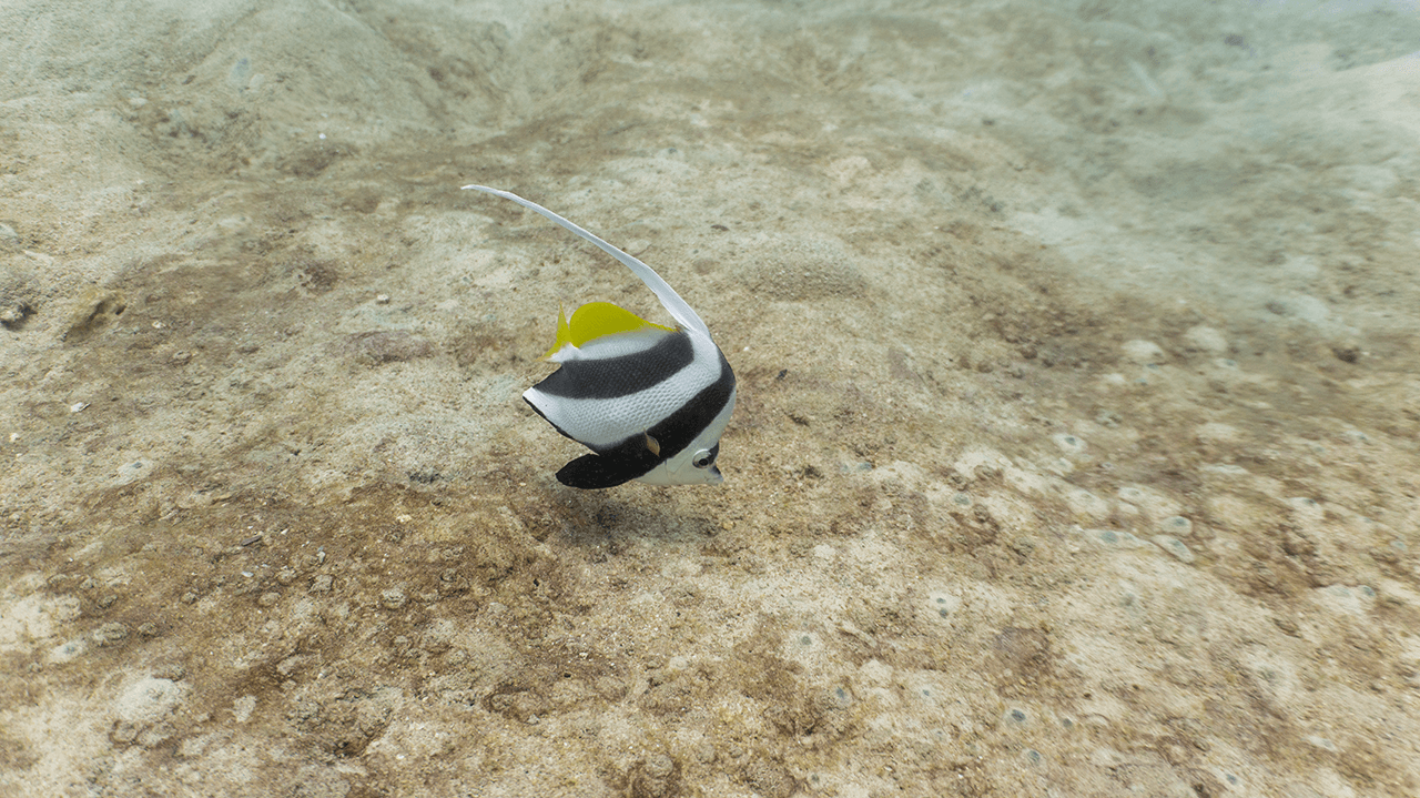 Белопёрая кабуба