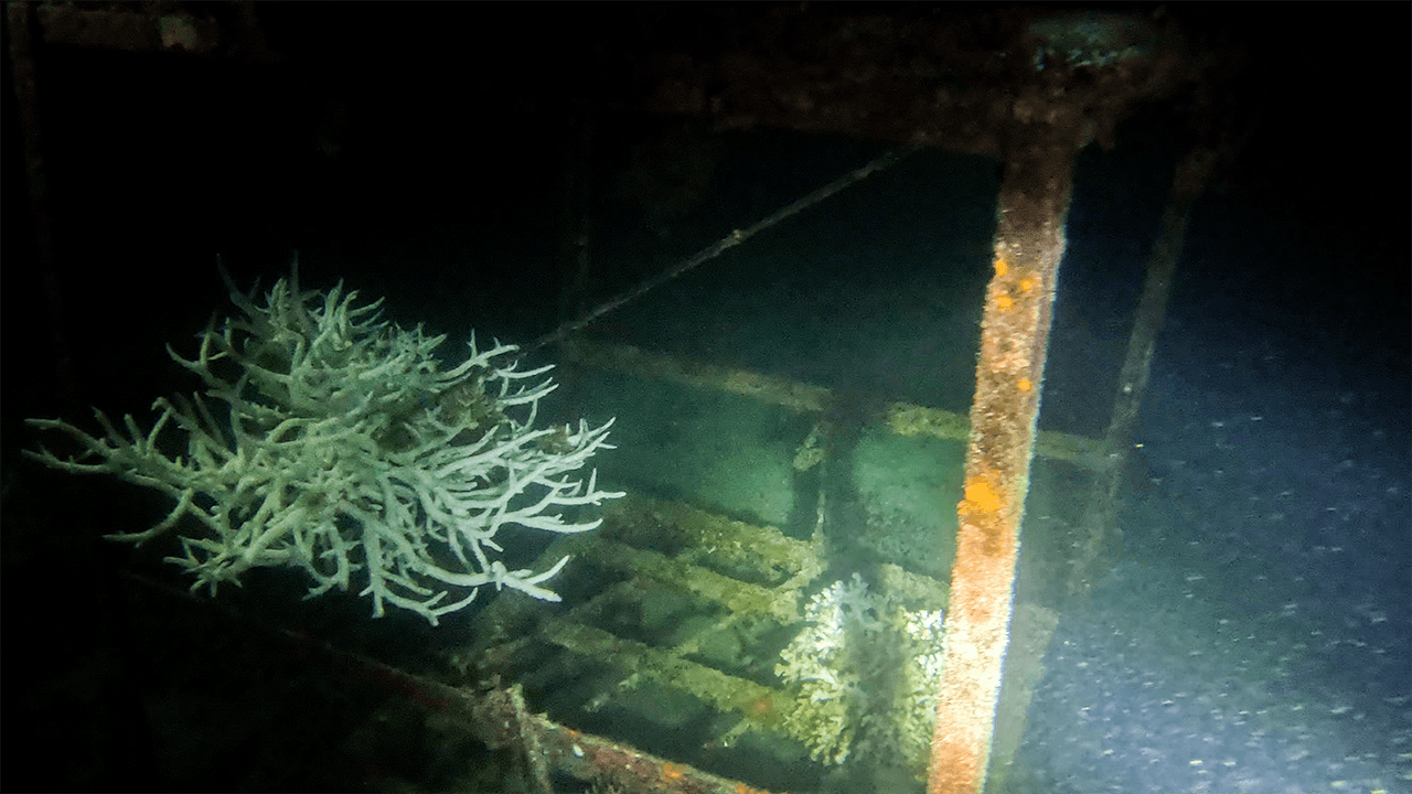 Какие-то металлические конструкции, которые скоро обрастут кораллами