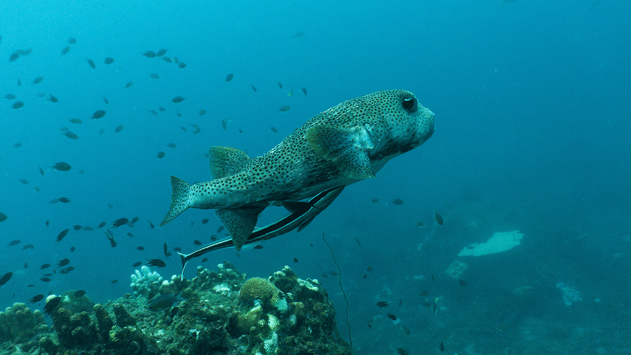 Когда твой друг не может от тебя отлипнуть
