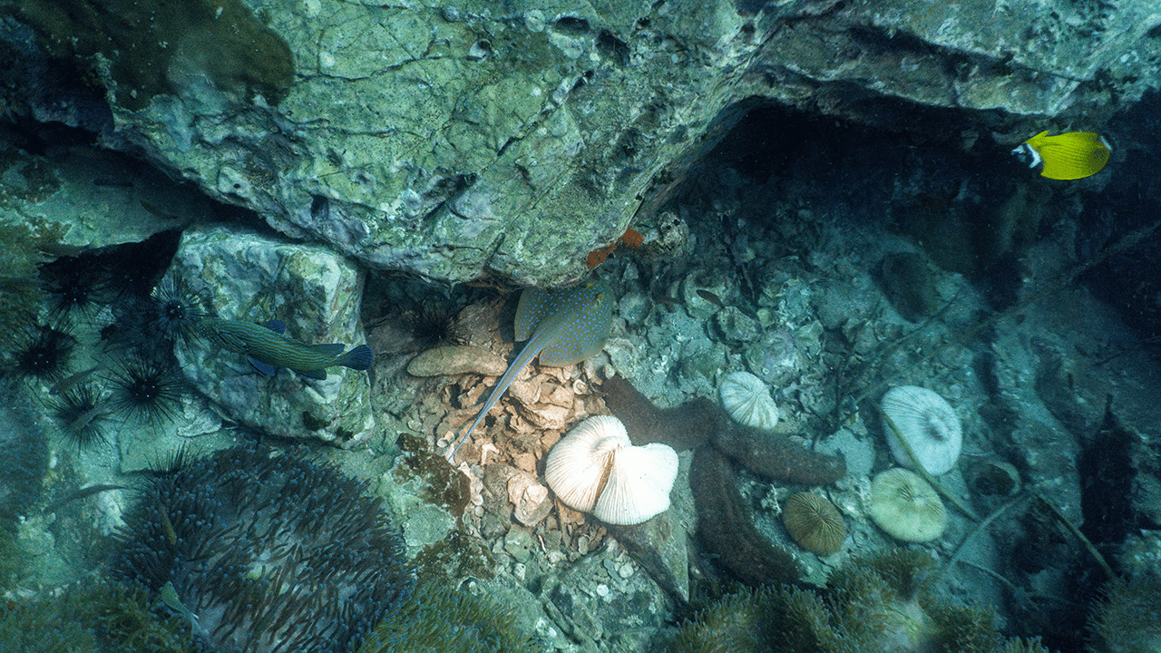 Он абсолютно не понимает суть игры в прятки