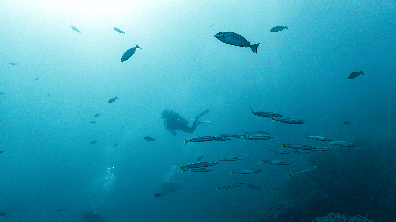 Одинокий дайвер