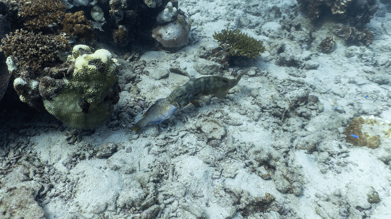 Ты не ты когда голоден