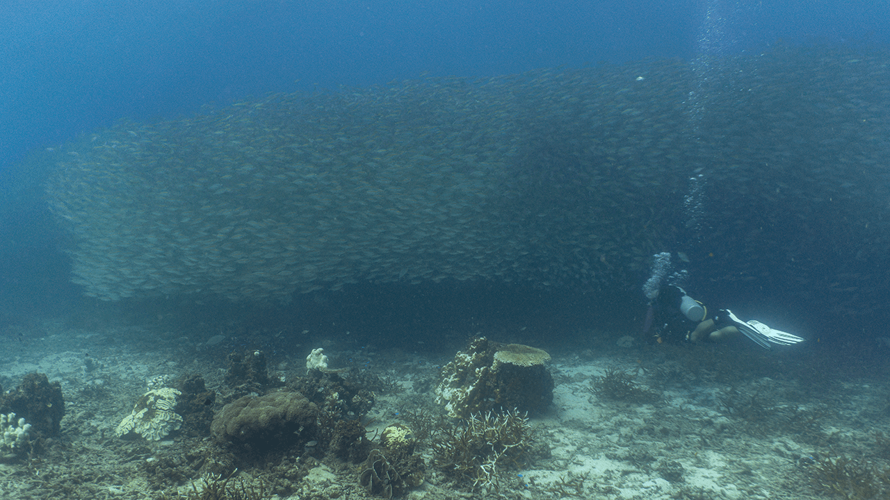 Никогда не понимал почему это скопление называется School of Fish