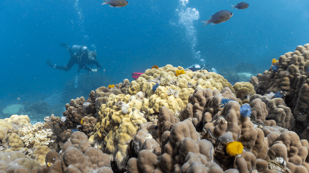 Вы думаете, что это красивые кораллы? А на самом деле это черви - Christmas Tree Worms