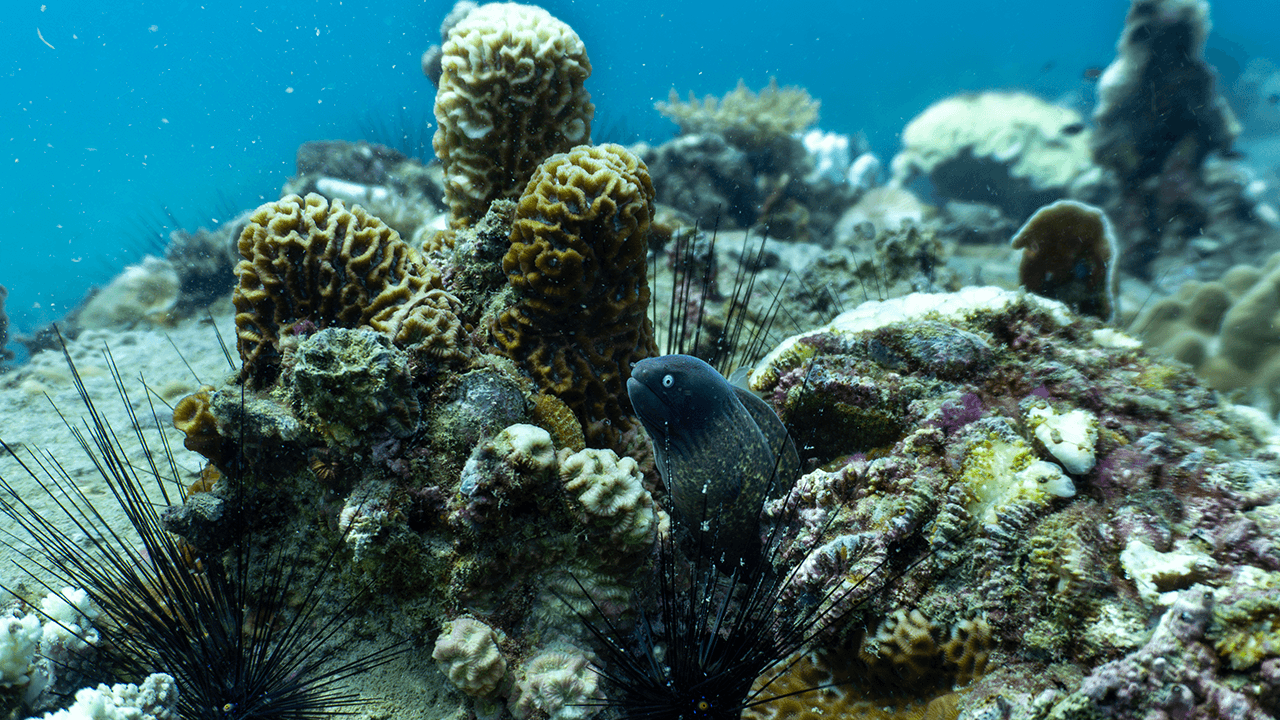 Малышка мурены